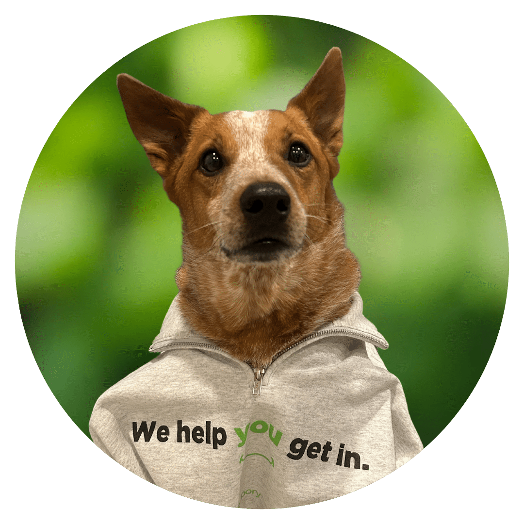 Dog in Prepory sweatshirt